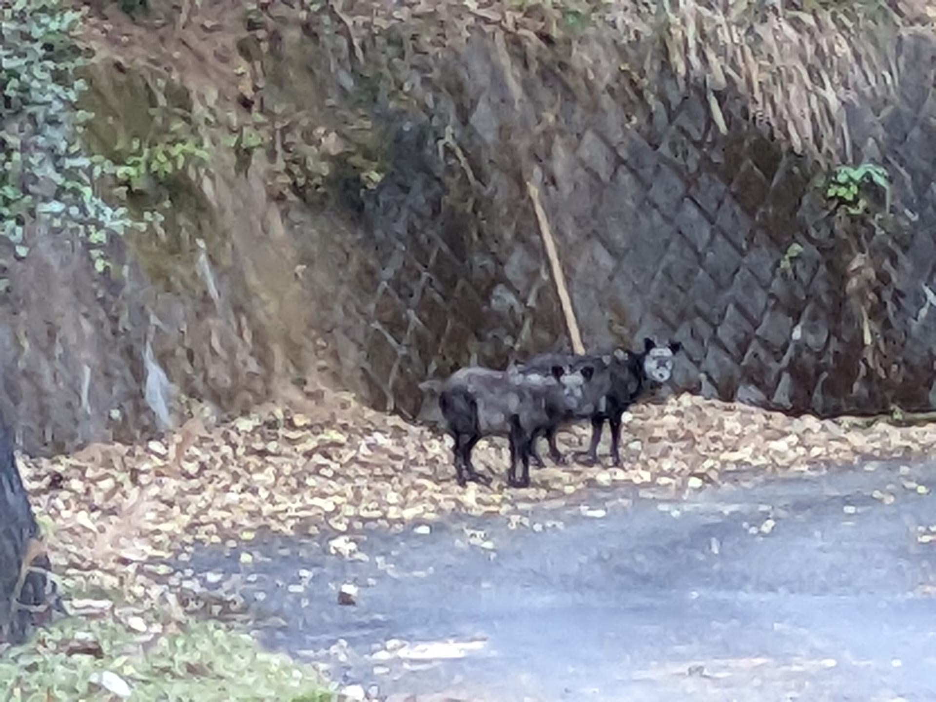 梅ノ木峠を青梅方面へ通り抜け (林道大入線, 星竹線, 糀谷山入線)