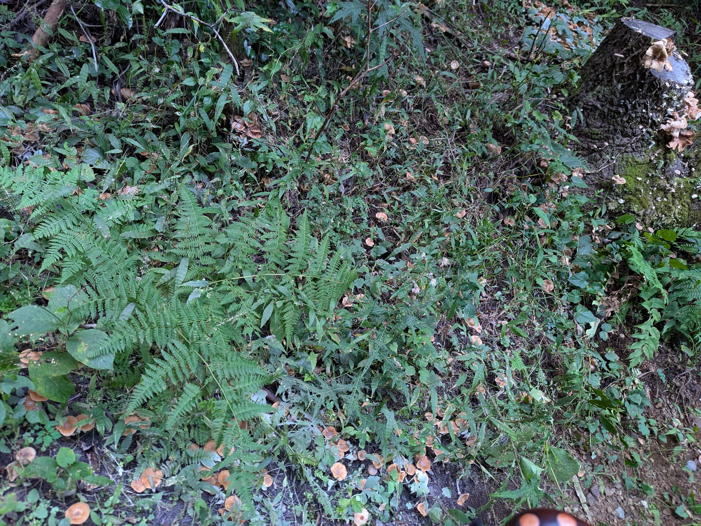 PXL_20261017_153551123.jpg