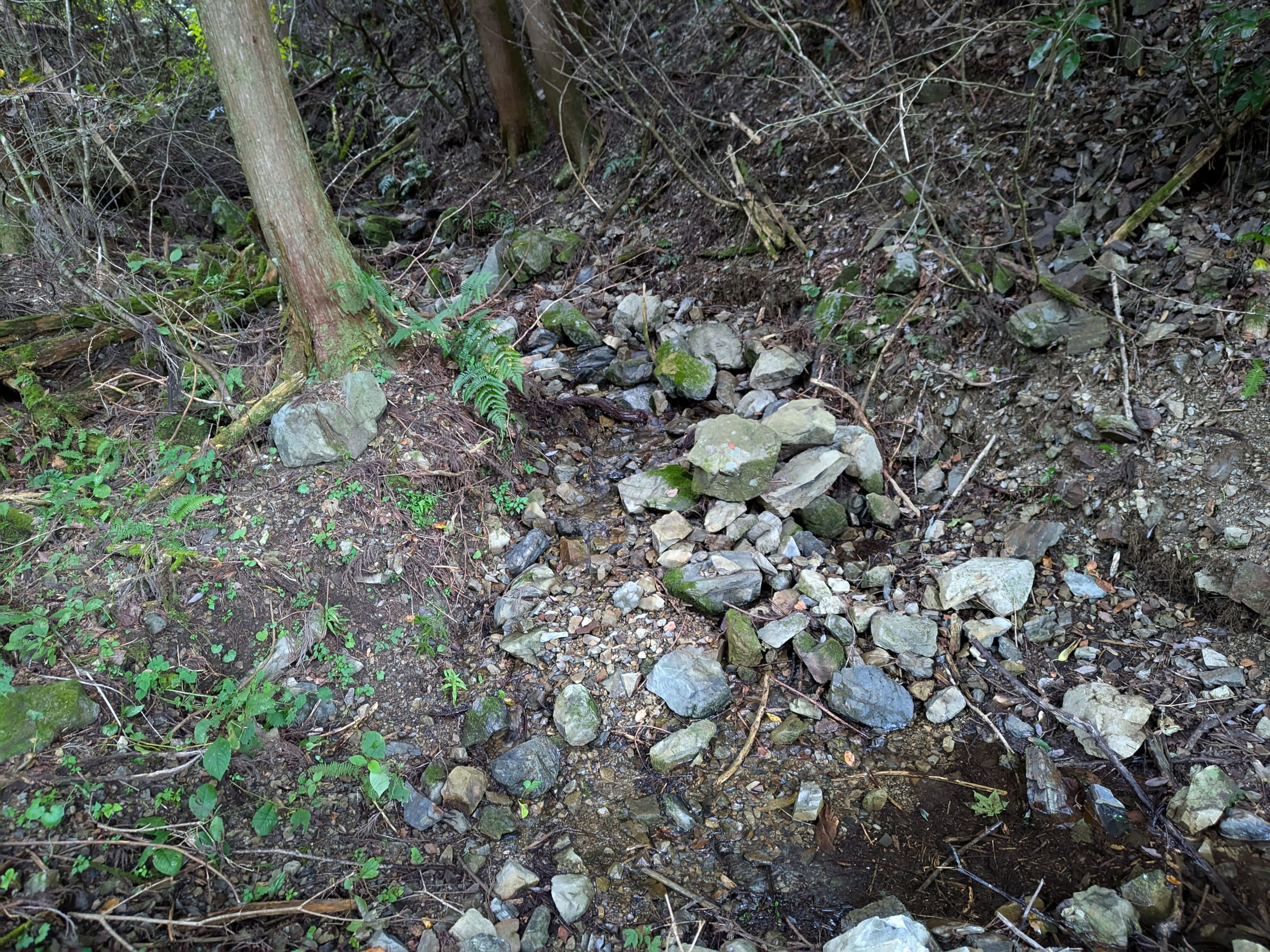 PXL_20261017_155036715.jpg